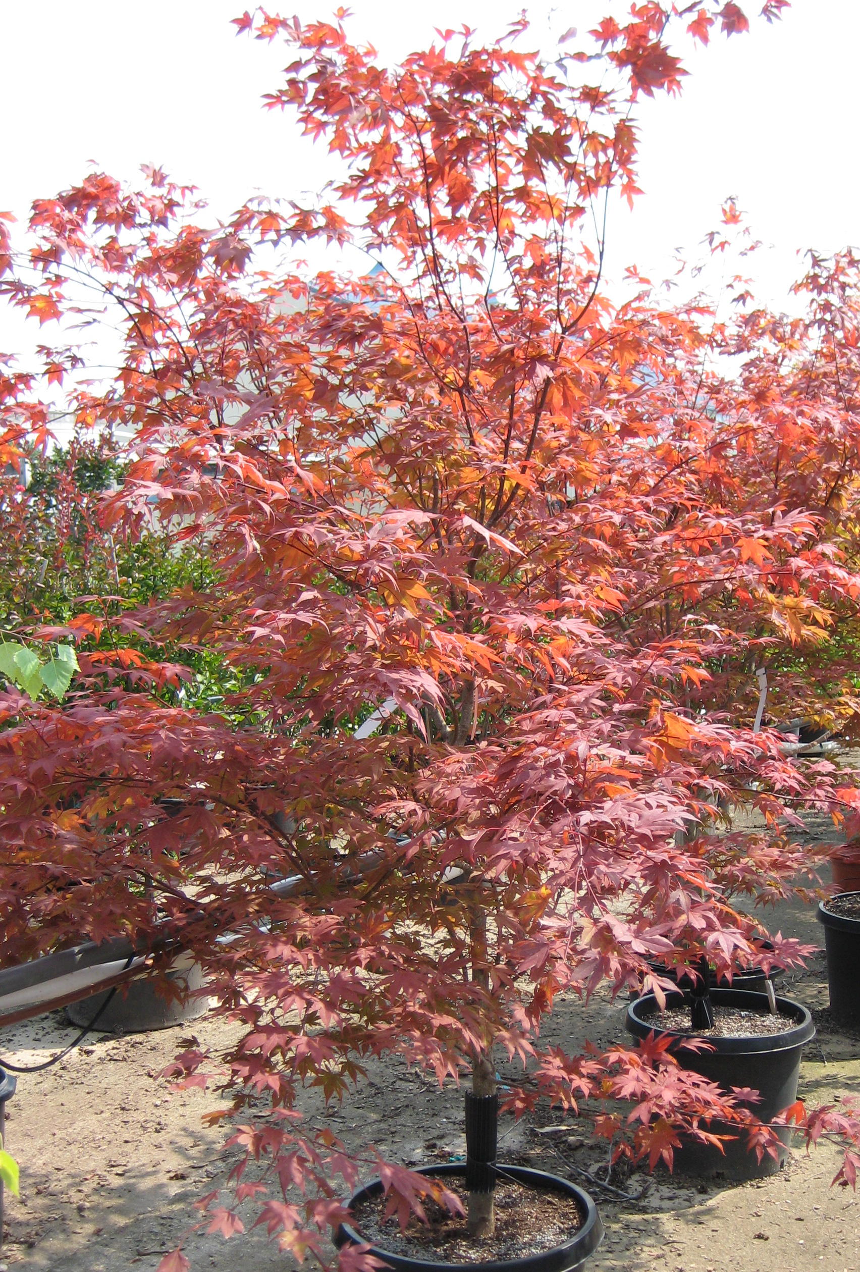 Tree_Jananese_Maple
