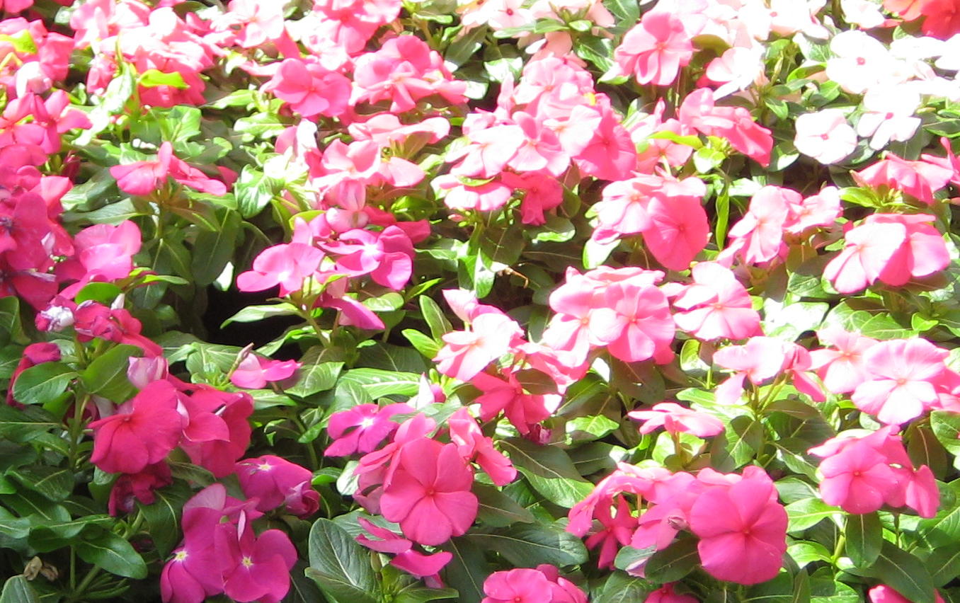 annual_vinca