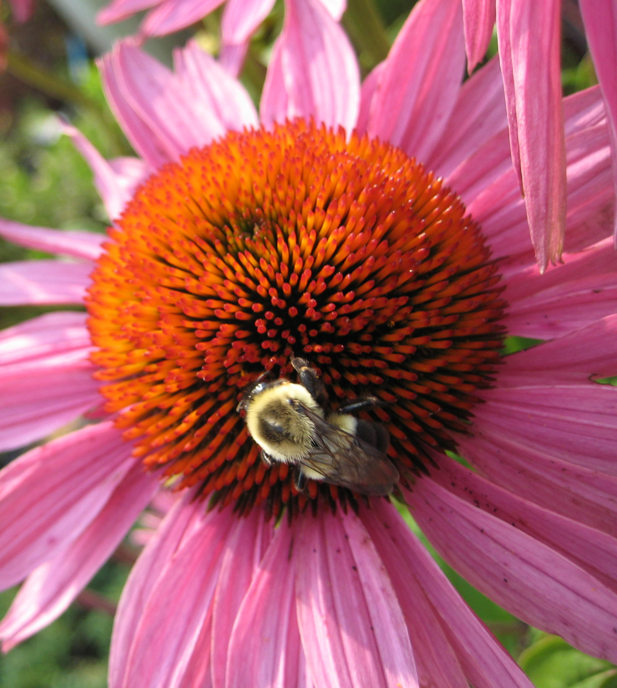 cone_flower_w_bee_2