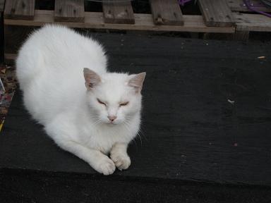 cotton