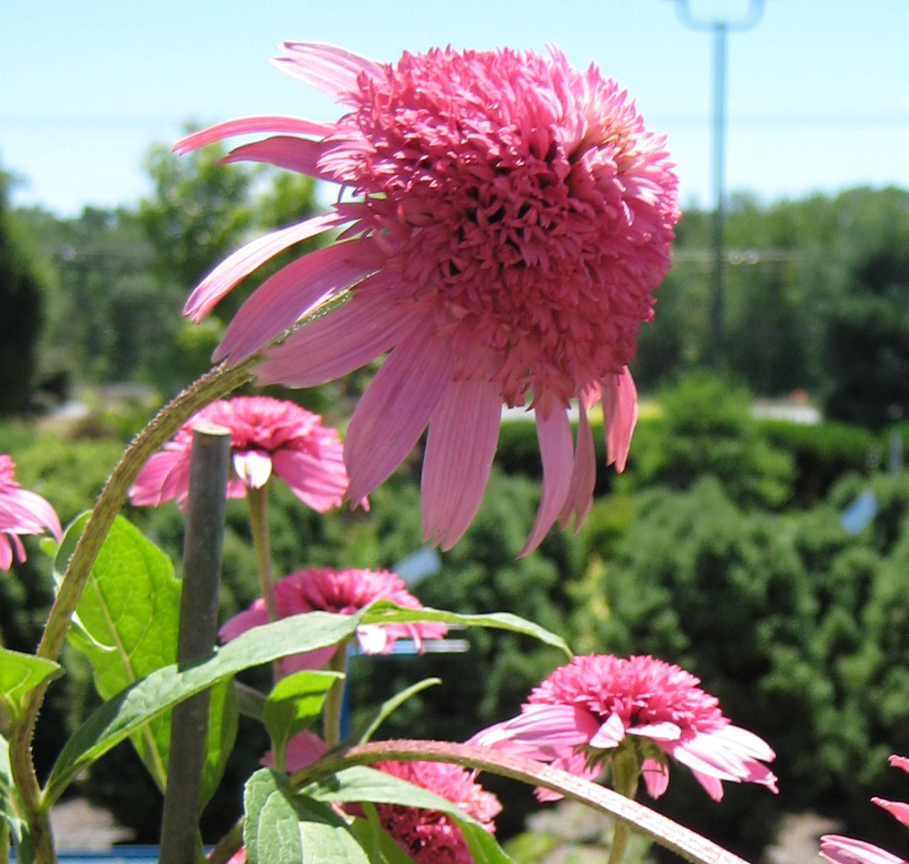 fluffy_cone_flower