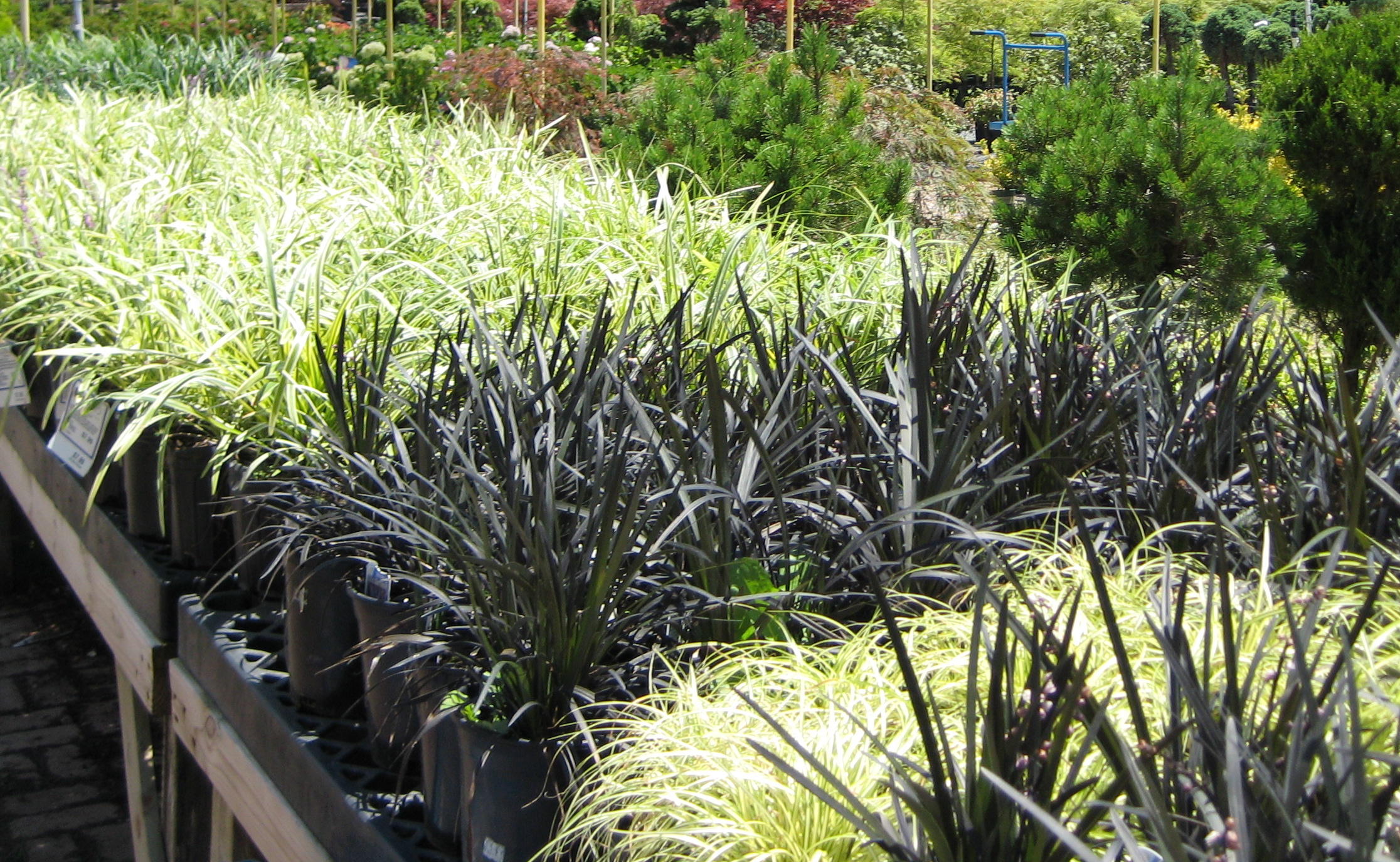 grasses
