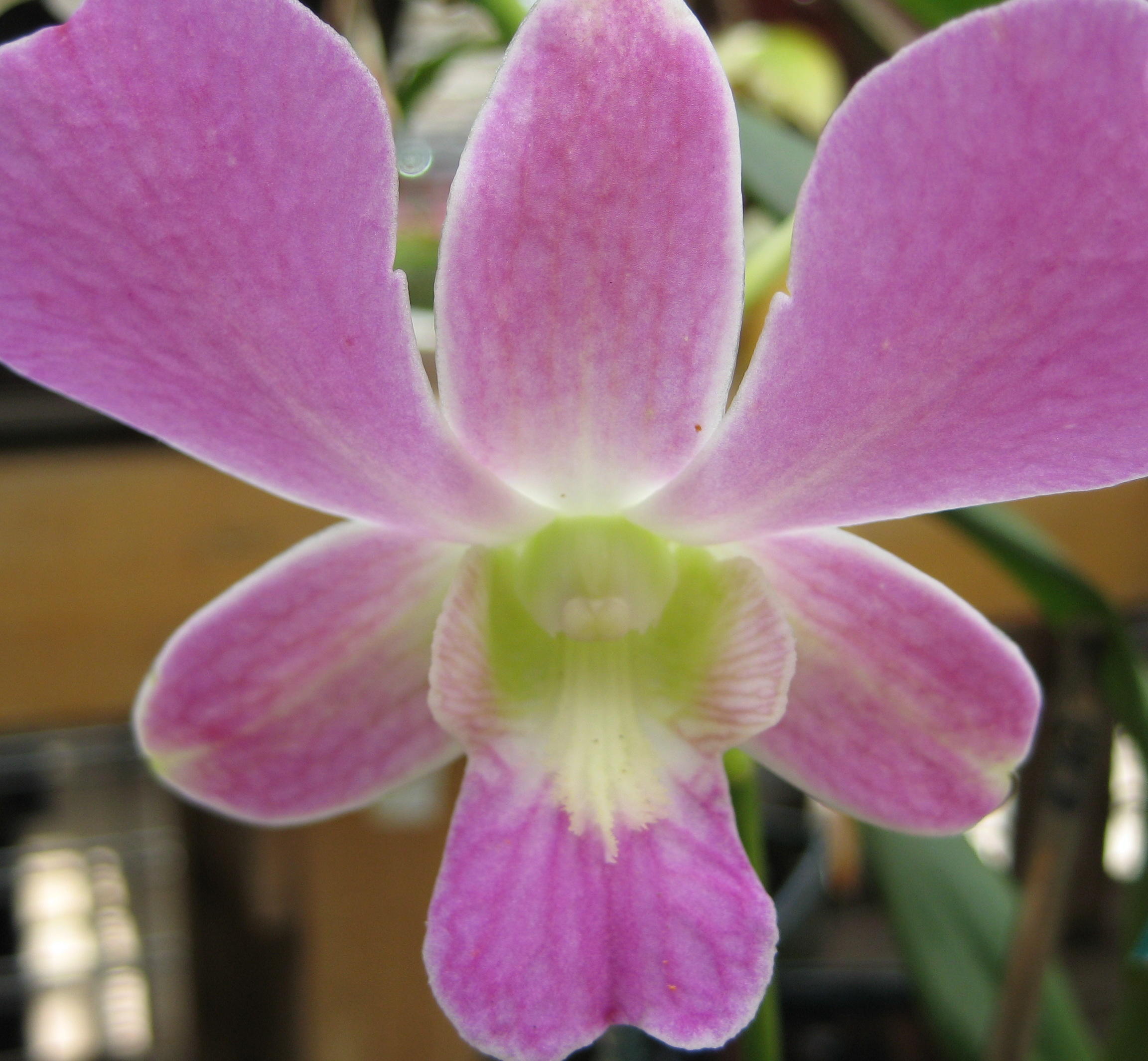 orchid_2