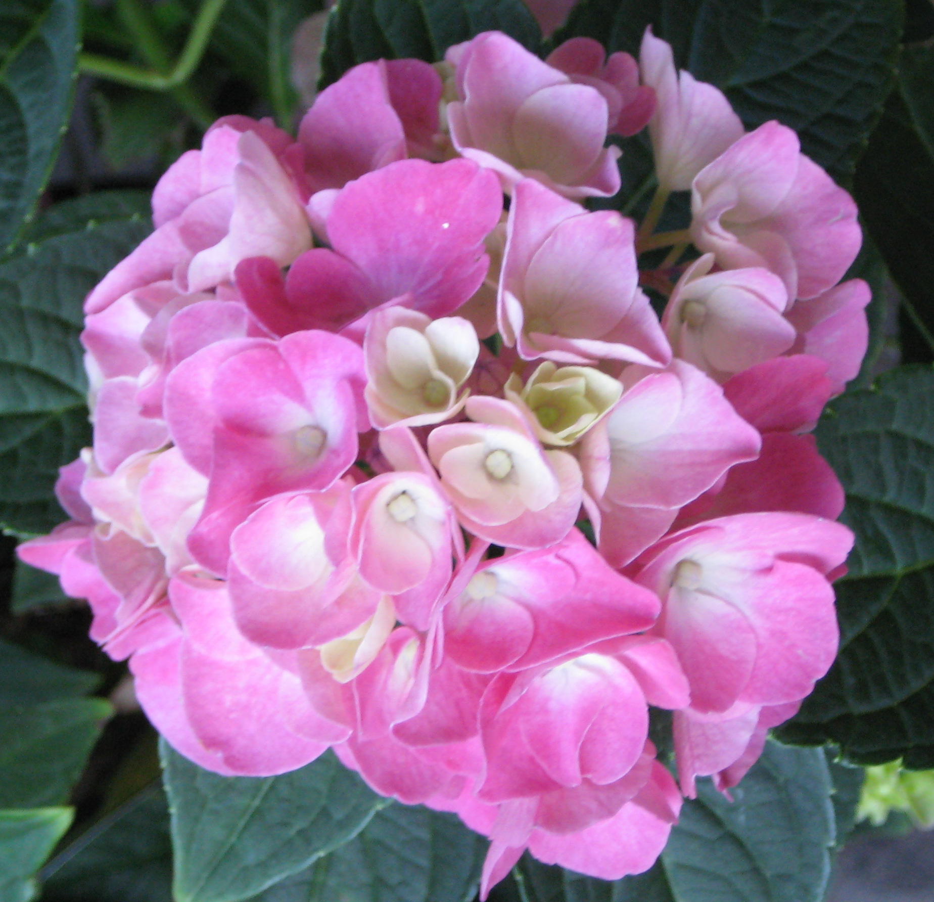 shurb_hydrangea