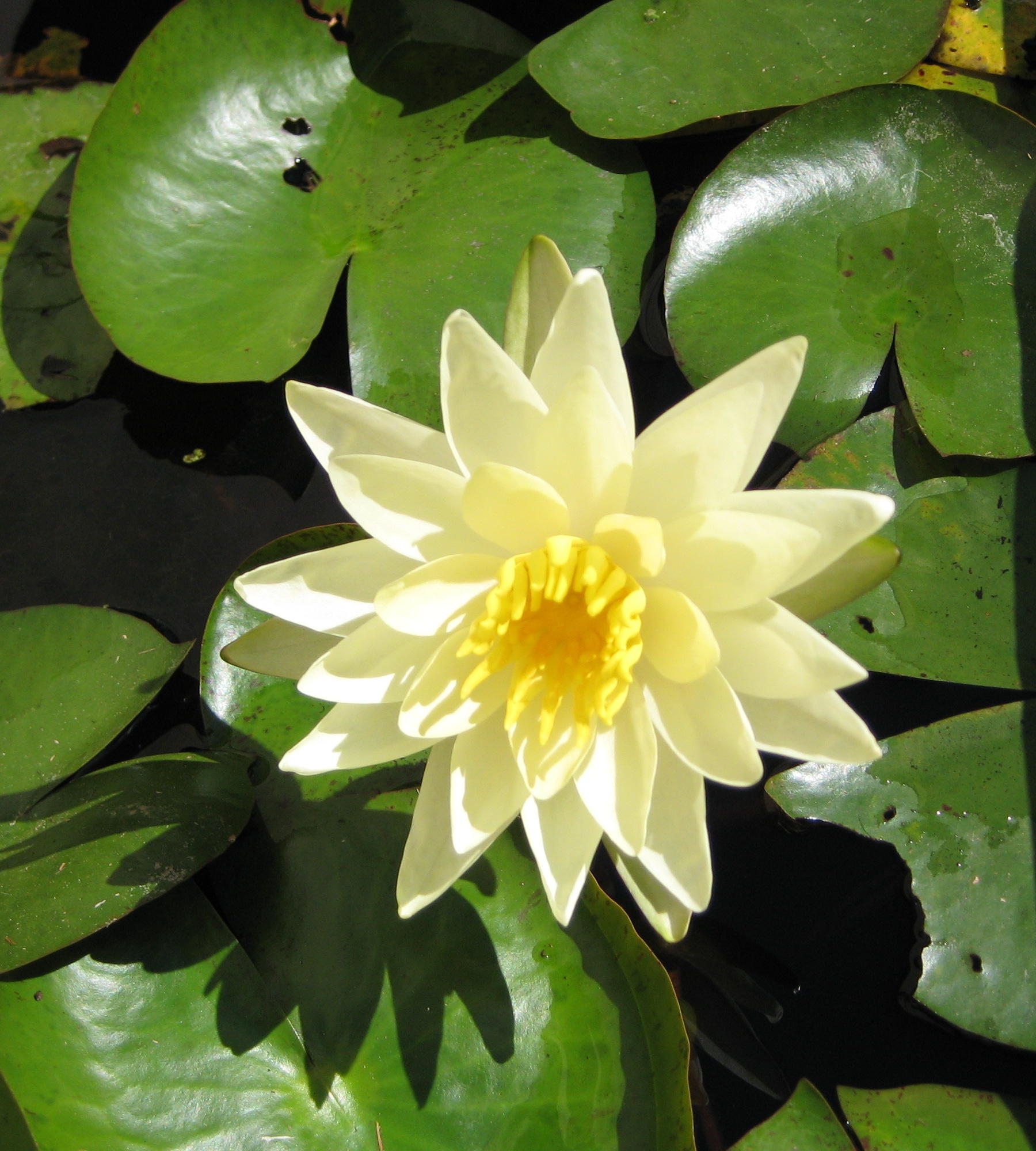 water_garden